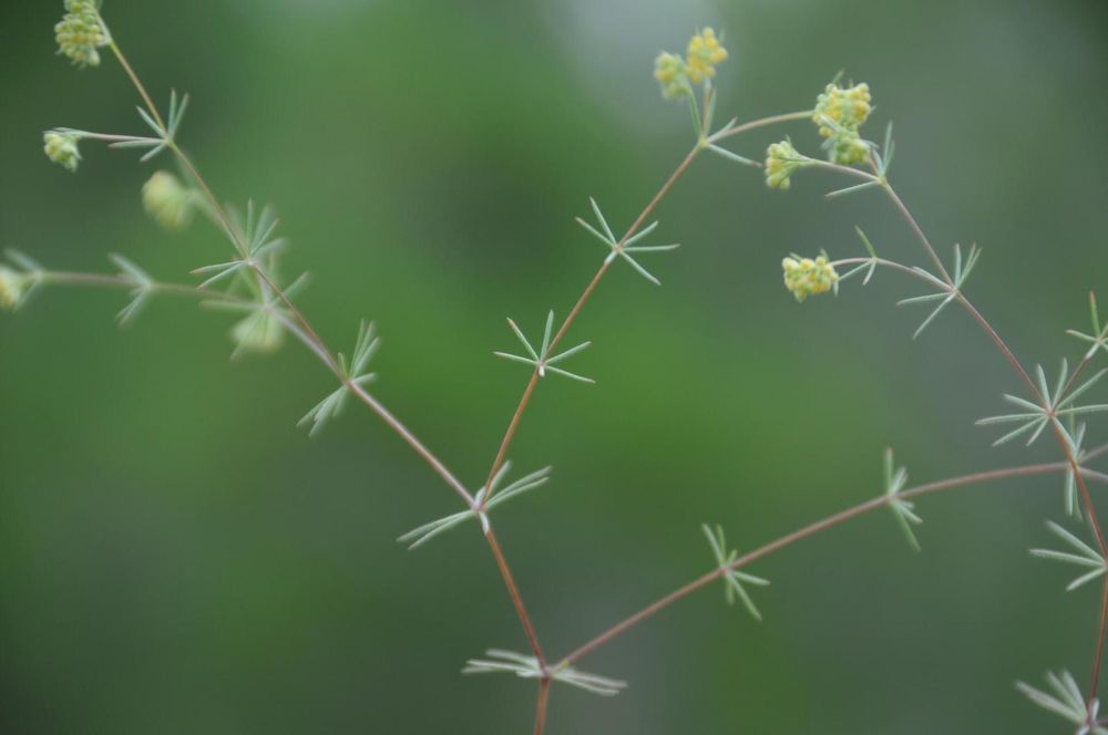 Galium globuliferumRÖFEthiye