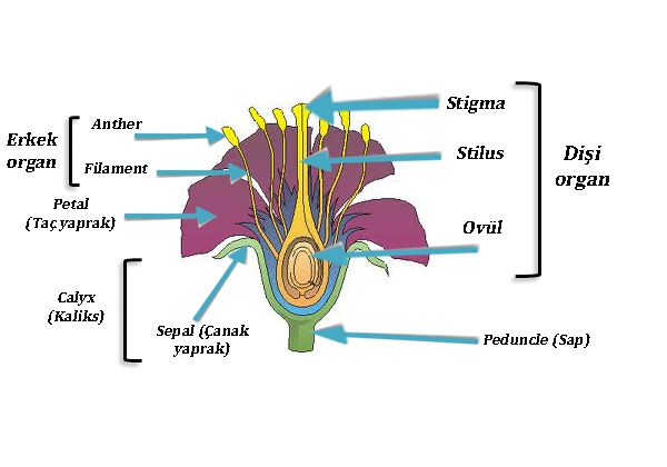 cicek anatomi