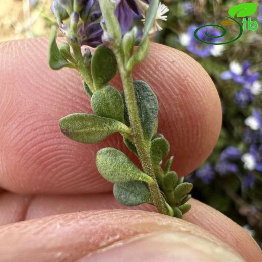 Polygalaceae-Sütotugiller