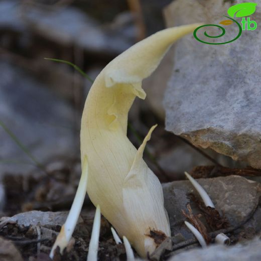 Biarum davisii