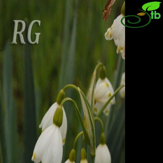 Leucojum-Gölsoğanı