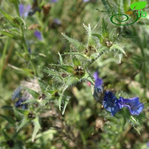 Echium plantagineum