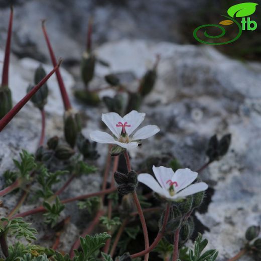 Geraniaceae-Turnagagasıgiller