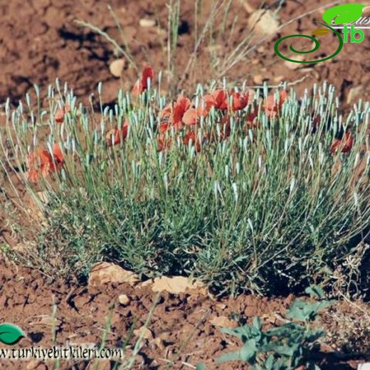 Papaver arenarium