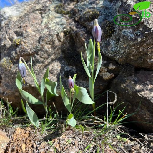 Fritillaria baskilensis