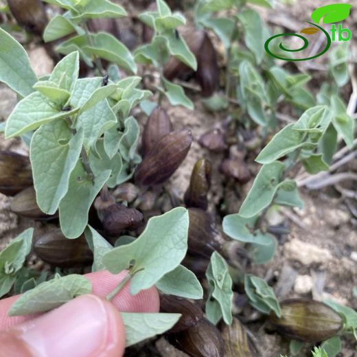 Aristolochia incisa