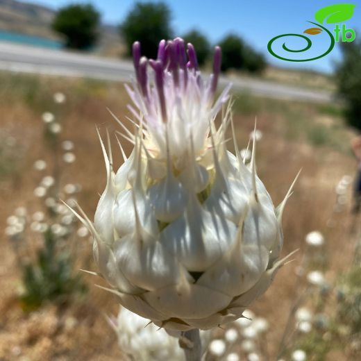 Centaurea kurdica