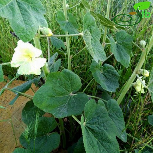 Alcea hohenackeri