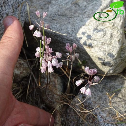 Allium sibthorpianum