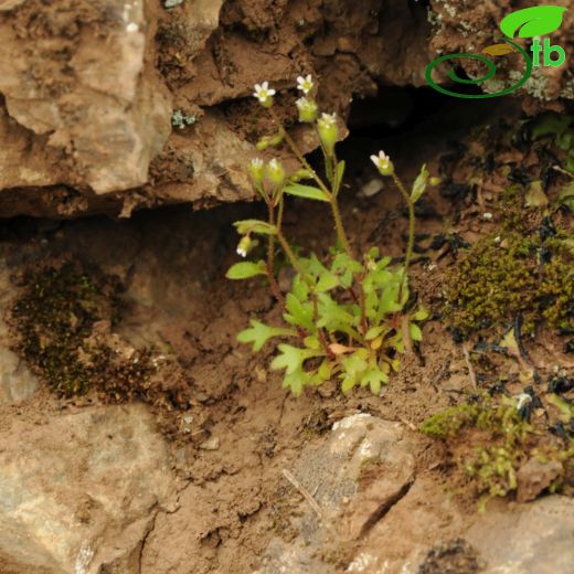 Saxifragaceae-Taşkırangiller