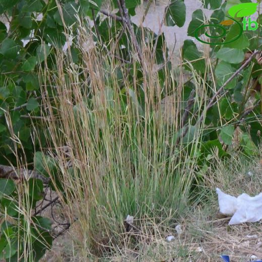 Hyparrhenia-Damsazı