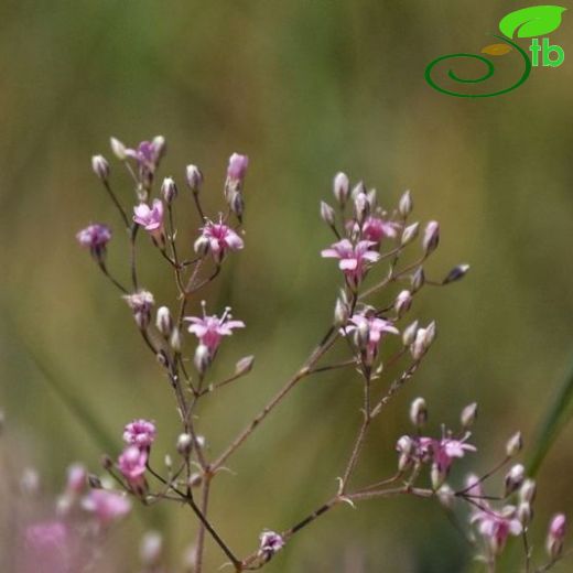 Gypsophila aucheri