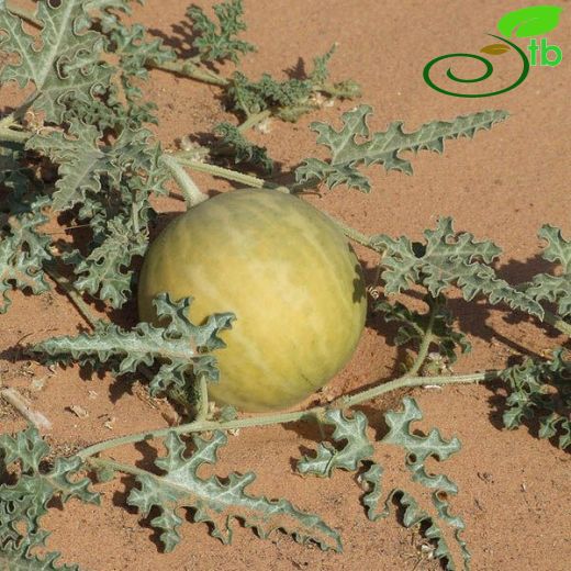 Citrullus-Karpuz