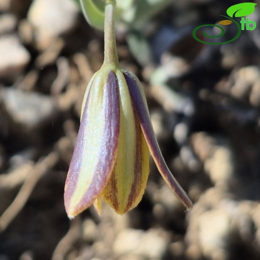 Fritillaria-Terslale
