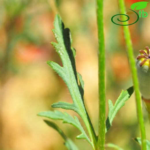 Papaver macrostomum