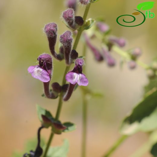 Scutellaria porphyrantha