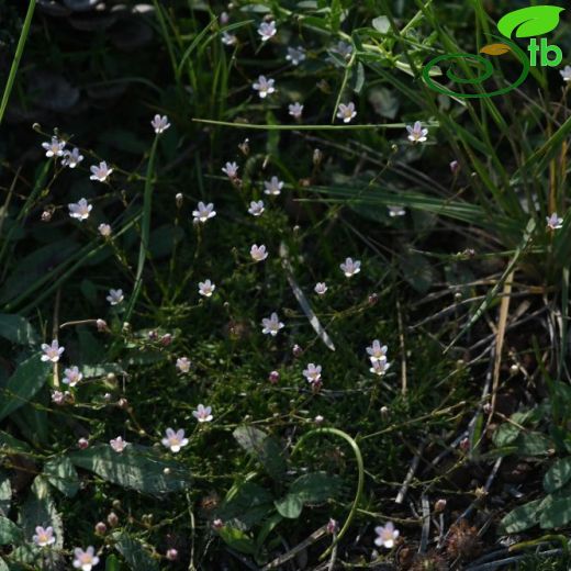 Gypsophila davisii