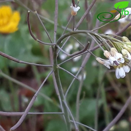 Arabidopsis-Fenotu