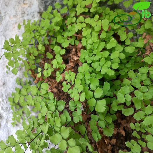 Pteridaceae-Baldırıkaragiller