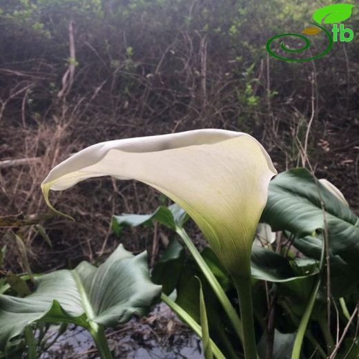 Zantedeschia- Gelinçiçeği