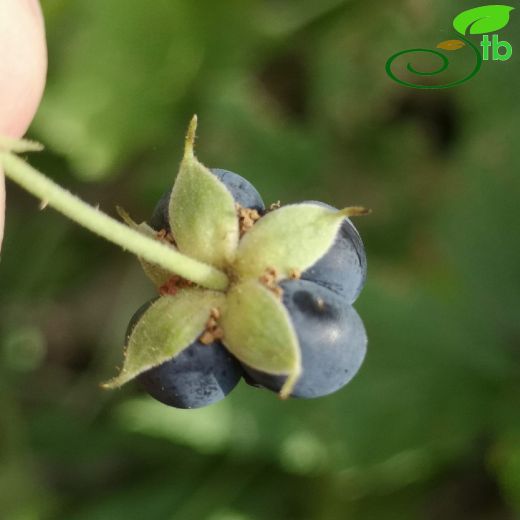 Rubus-Böğürtlen