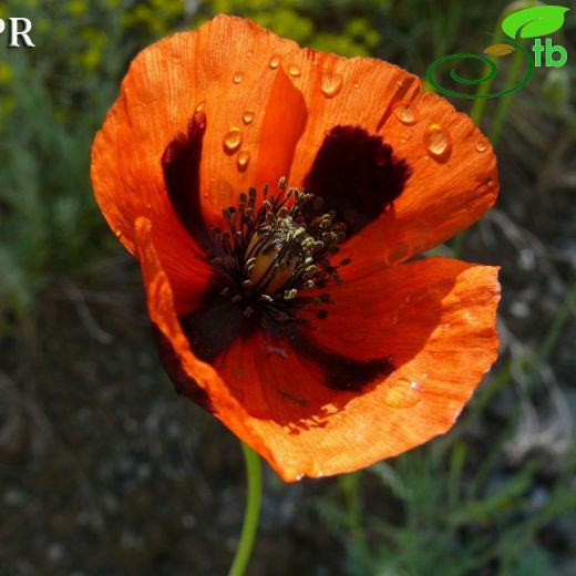 Papaver lacerum