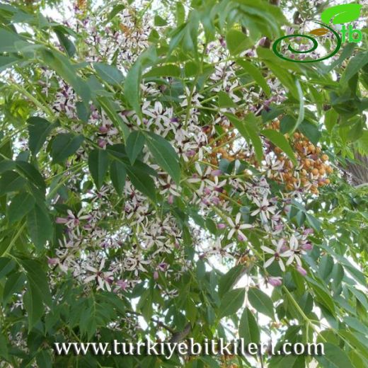 Meliaceae-Tespihağacıgiller