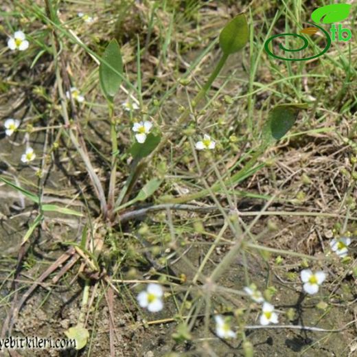 Alisma gramineum