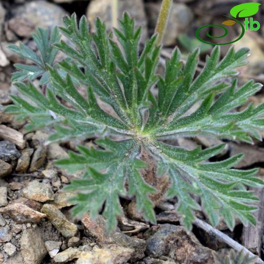 Geranium libanoticum