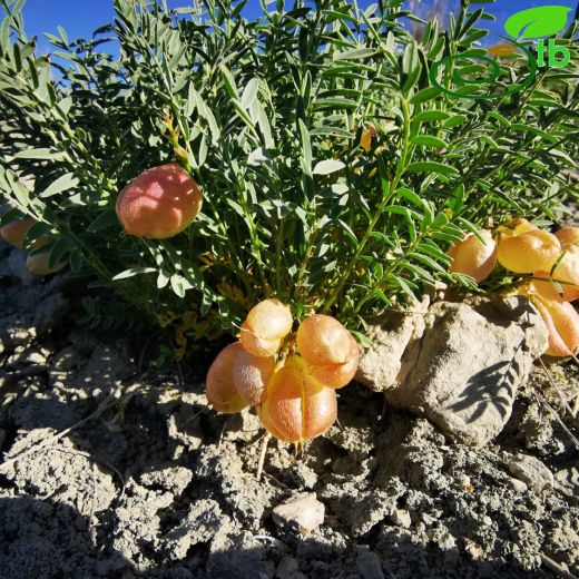 Astragalus acikirensis