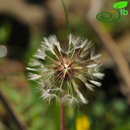 Taraxacum hybernum