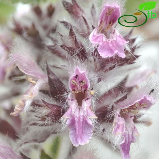 Stachys-Deliçay