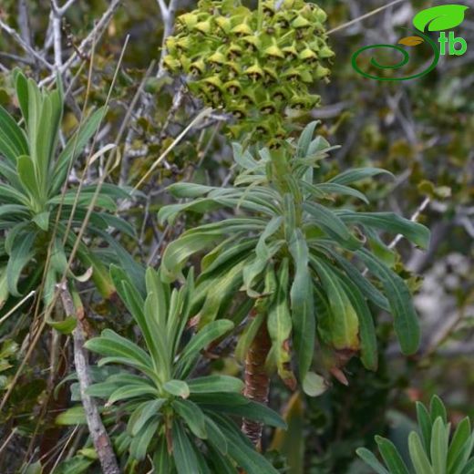 Euphorbia characias