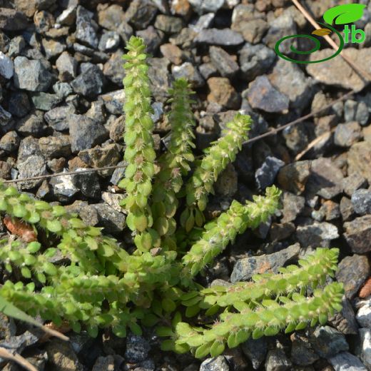 Valantia hispida