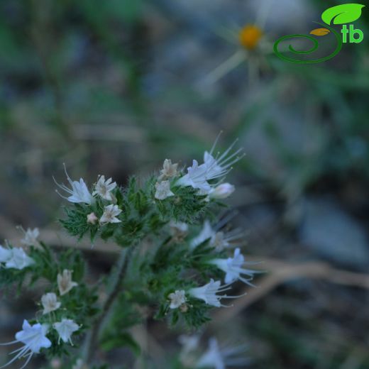 Echium-Engerekotu