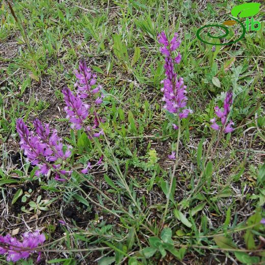 Polygala major