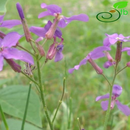 Hesperis matronalis