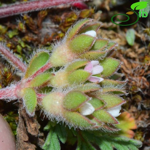 Primulaceae-Çuhaçiçeğigiller