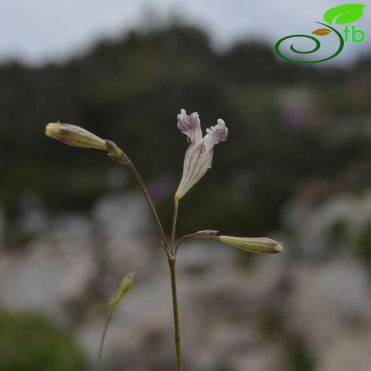 Silene echinospermoides