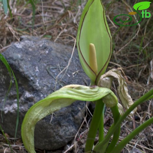 Araceae-Yılanyastığıgiller