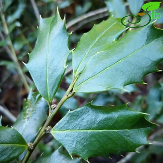 Aquifoliaceae-Işılgangiller