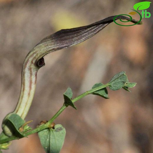 Aristolochia parvifolia