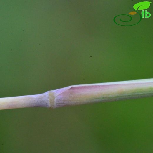 Hyparrhenia-Damsazı