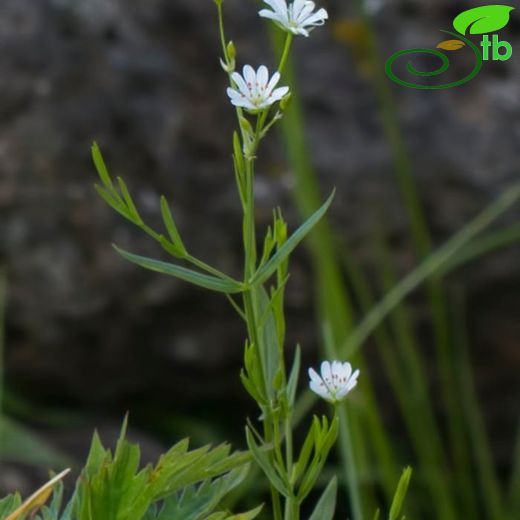 Stellaria-Kuşotu