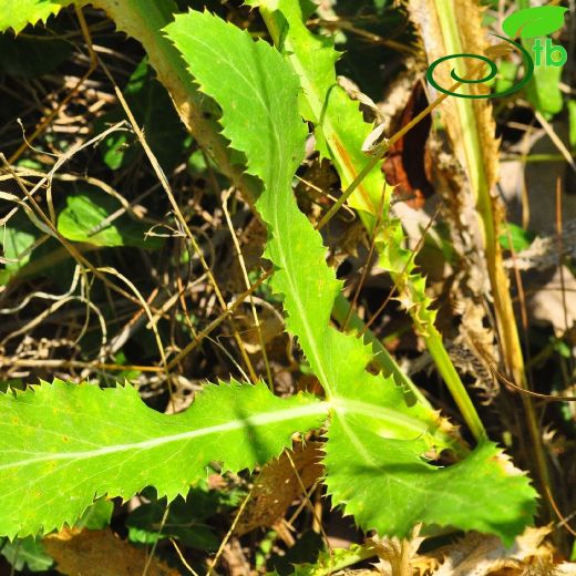 Eryngium-Boğadikeni
