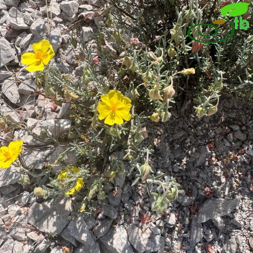 Fumana-Kırgüneşotu