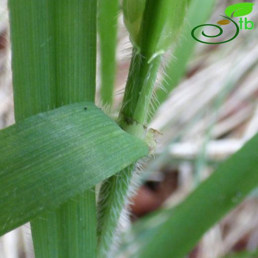 Bromus ramosus