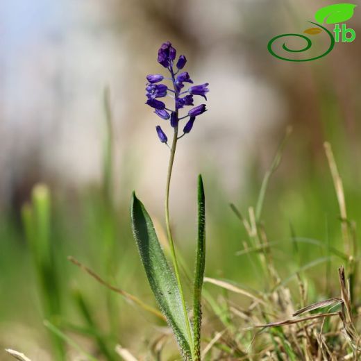 Hyacinthella-Dağsümbülü