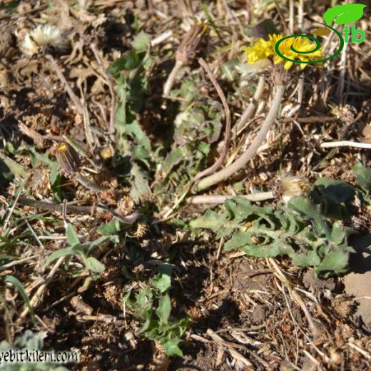 Taraxacum pseudobrachyglossum