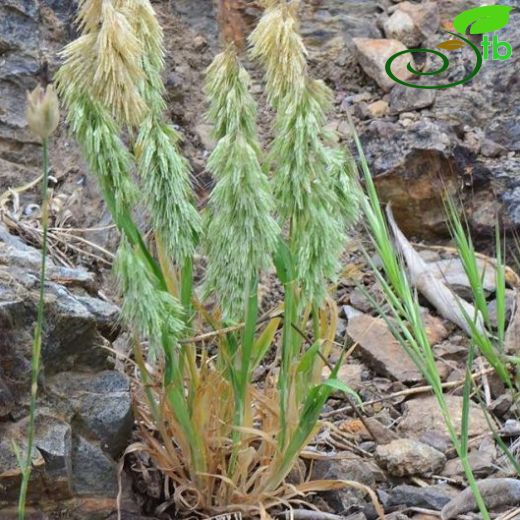 Lamarckia-Altıntopotu